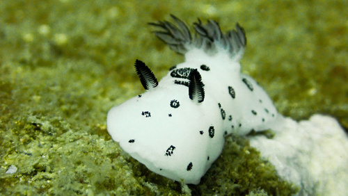 Jorunna funebris