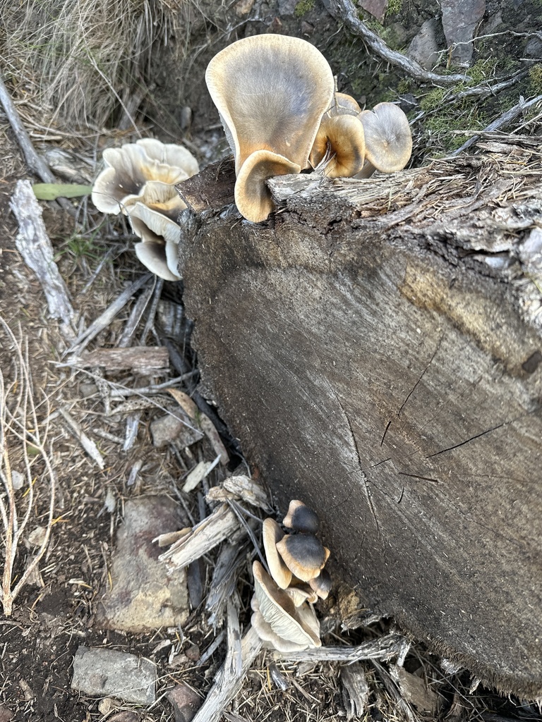 Omphalotus nidiformis · April 2026 · photo: © libbyhepburn (iNaturalist, cc-by-nc)