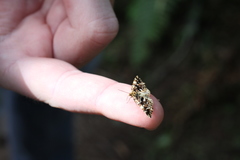 Enchoria lacteata