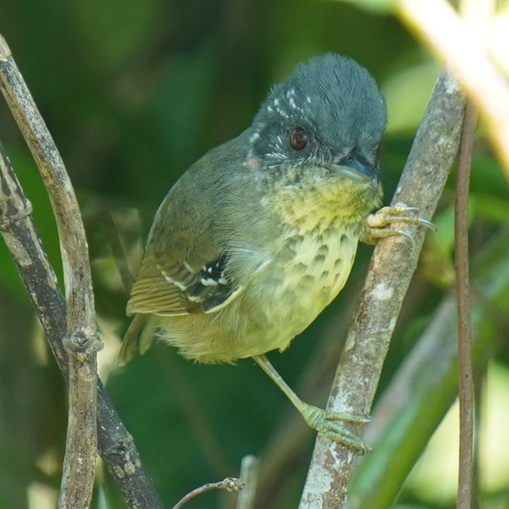 Spot-breasted Antvireo (Dysithamnus stictothorax), photo 8
