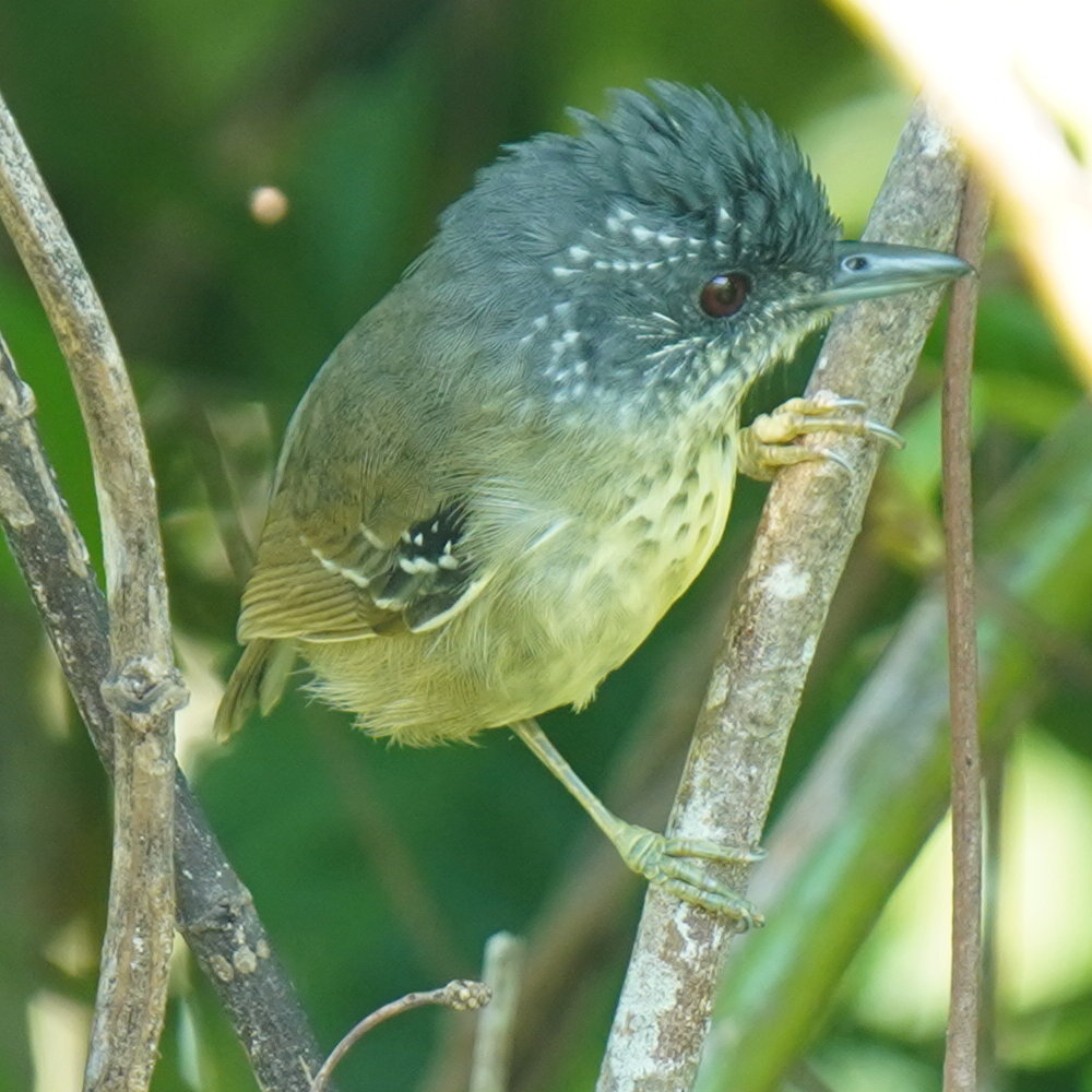 Spot-breasted Antvireo (Dysithamnus stictothorax), photo 9