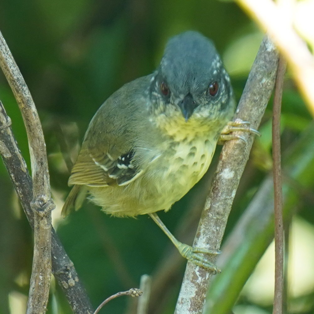 Spot-breasted Antvireo (Dysithamnus stictothorax), photo 7