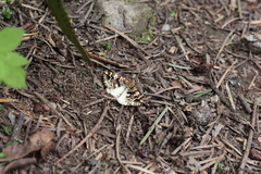 Enchoria lacteata