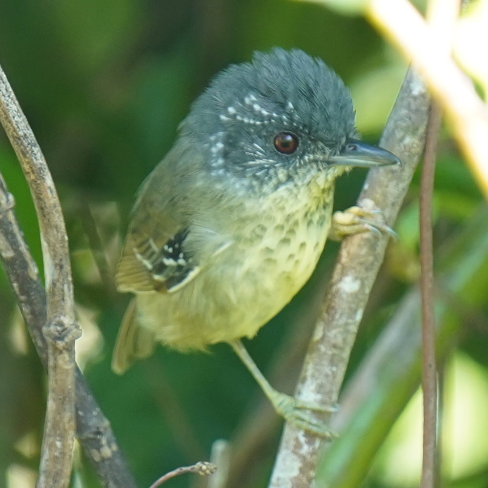 Spot-breasted Antvireo (Dysithamnus stictothorax), photo 6