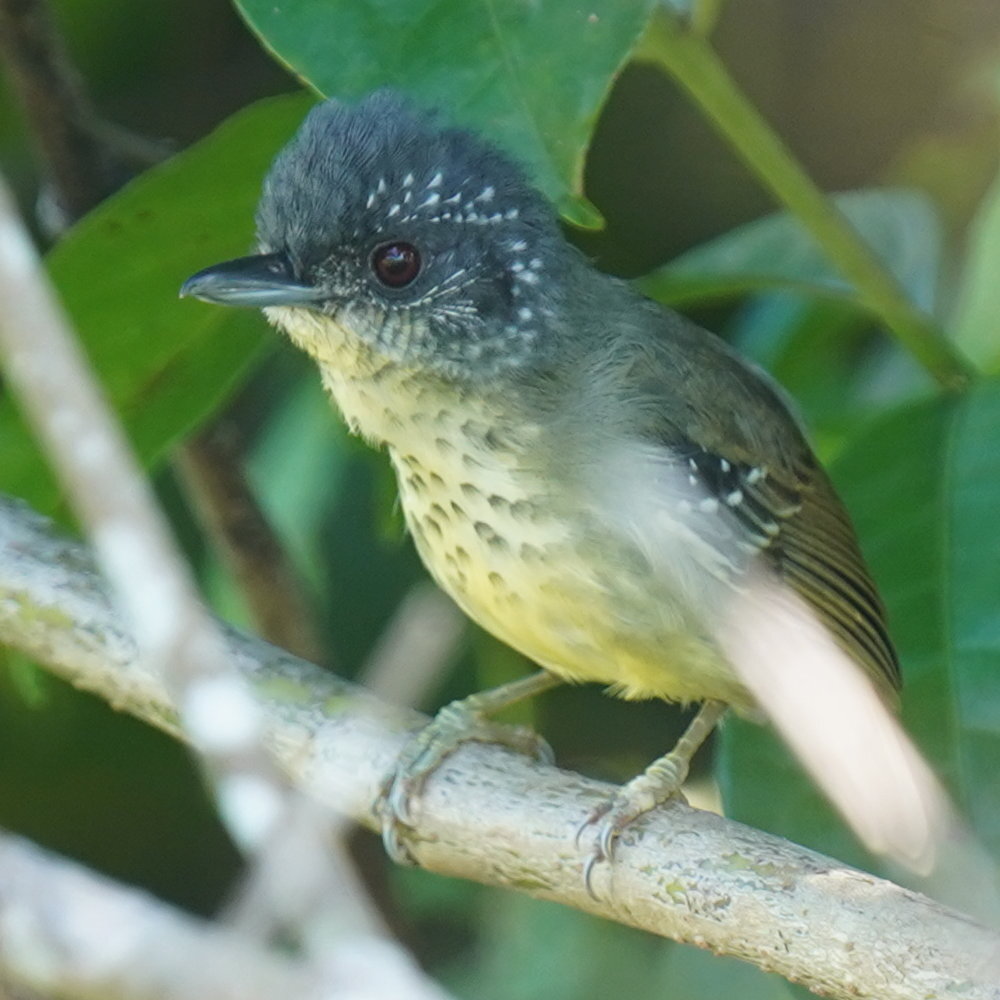 Spot-breasted Antvireo (Dysithamnus stictothorax), photo 5