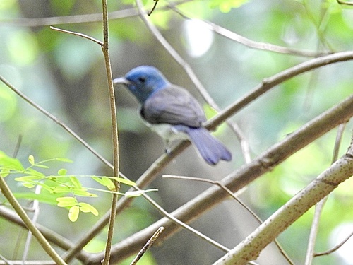 Hypothymis azurea