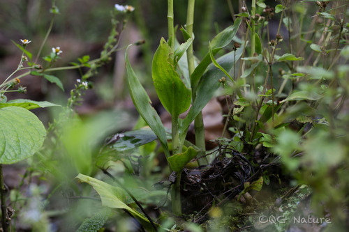 Goodyera procera, photograph 3