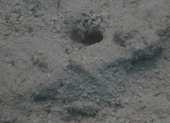 Coryphopterus glaucofraenum