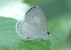 Celastrina neglecta