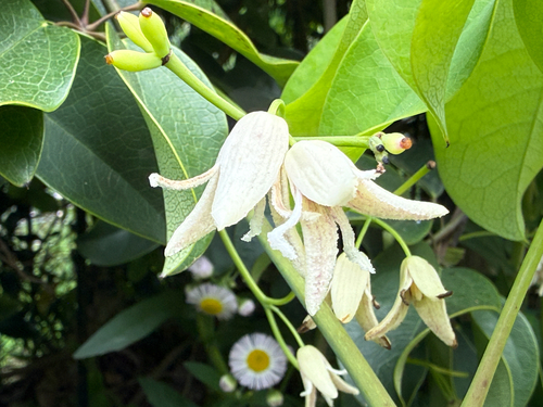 Stauntonia hexaphylla observed 2026-04-23