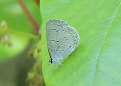 Celastrina neglecta