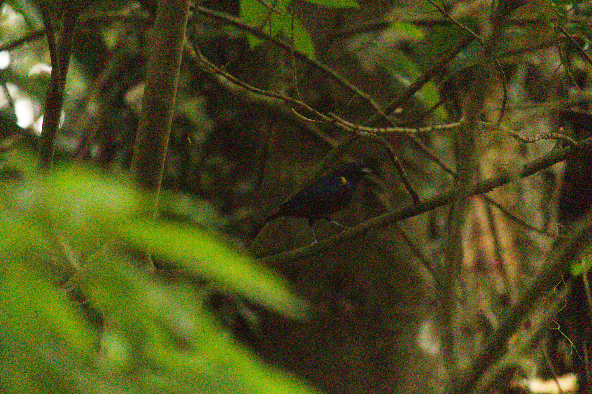 Chestnut-bellied Euphonia (Euphonia pectoralis), photo 5