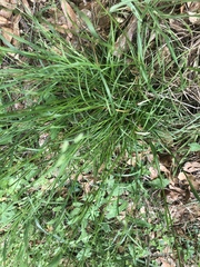 Poa autumnalis