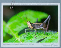 Maculiparia rotundata