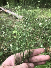 Poa autumnalis