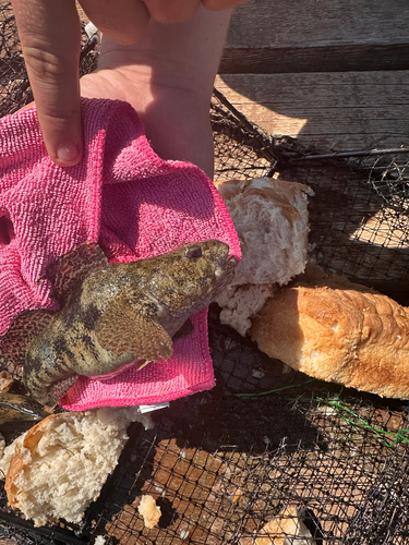 Gobius cobitis