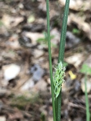 Carex styloflexa