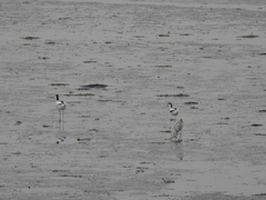 Recurvirostra avosetta