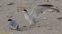 Sternula antillarum browni