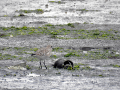 Pluvialis squatarola