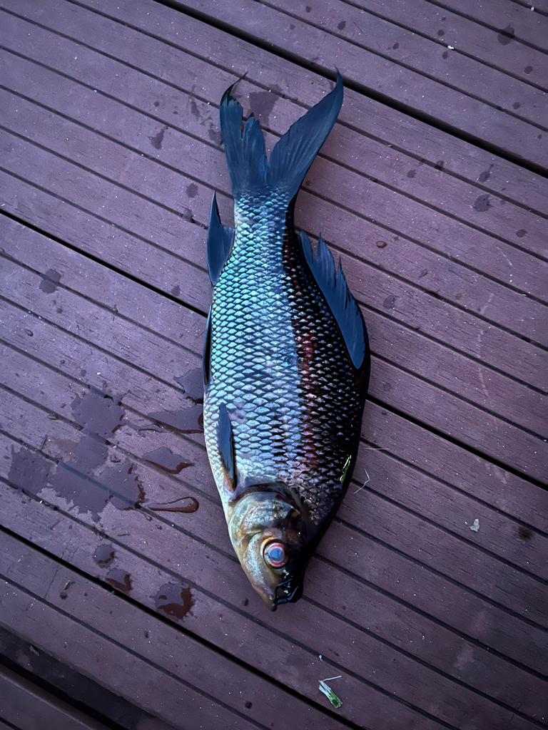 Osteochilus melanopleurus (Osteochilus melanopleurus)