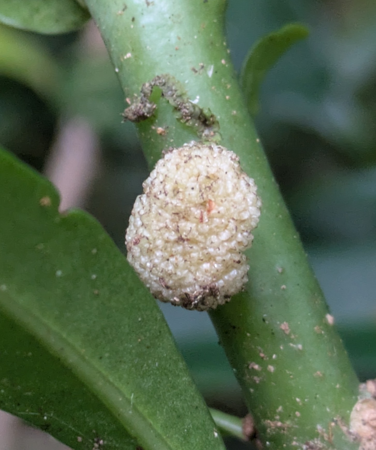Imagem de Procris pedunculata
