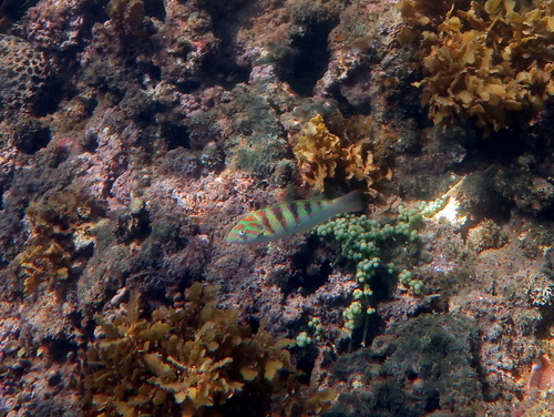 Thalassoma hardwicke