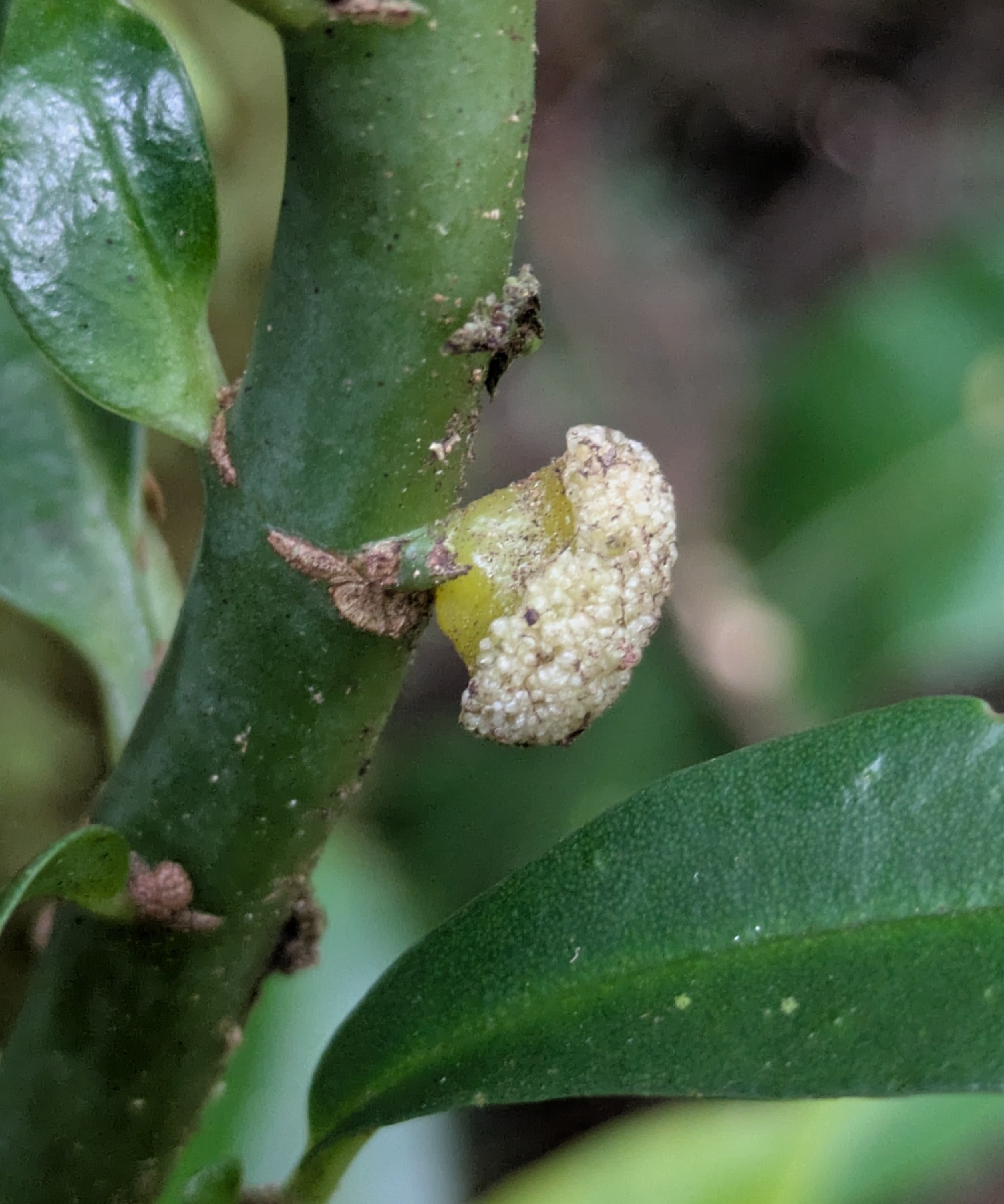 Imagem de Procris pedunculata