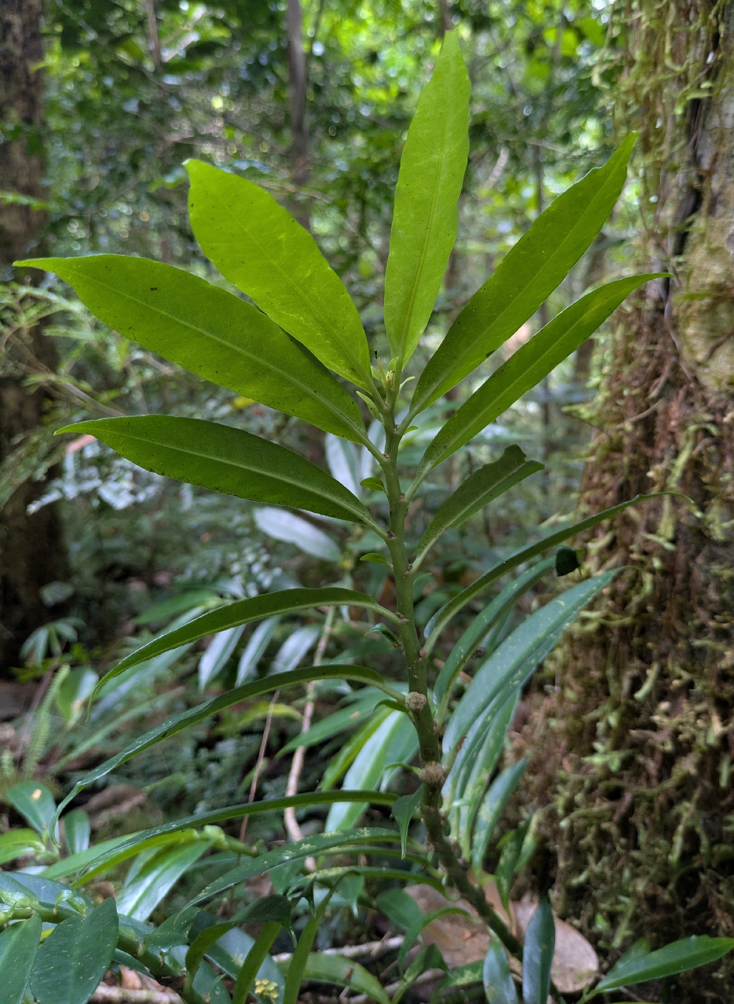 Imagem de Procris pedunculata
