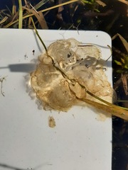 Ambystoma gracile