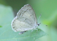 Celastrina neglecta