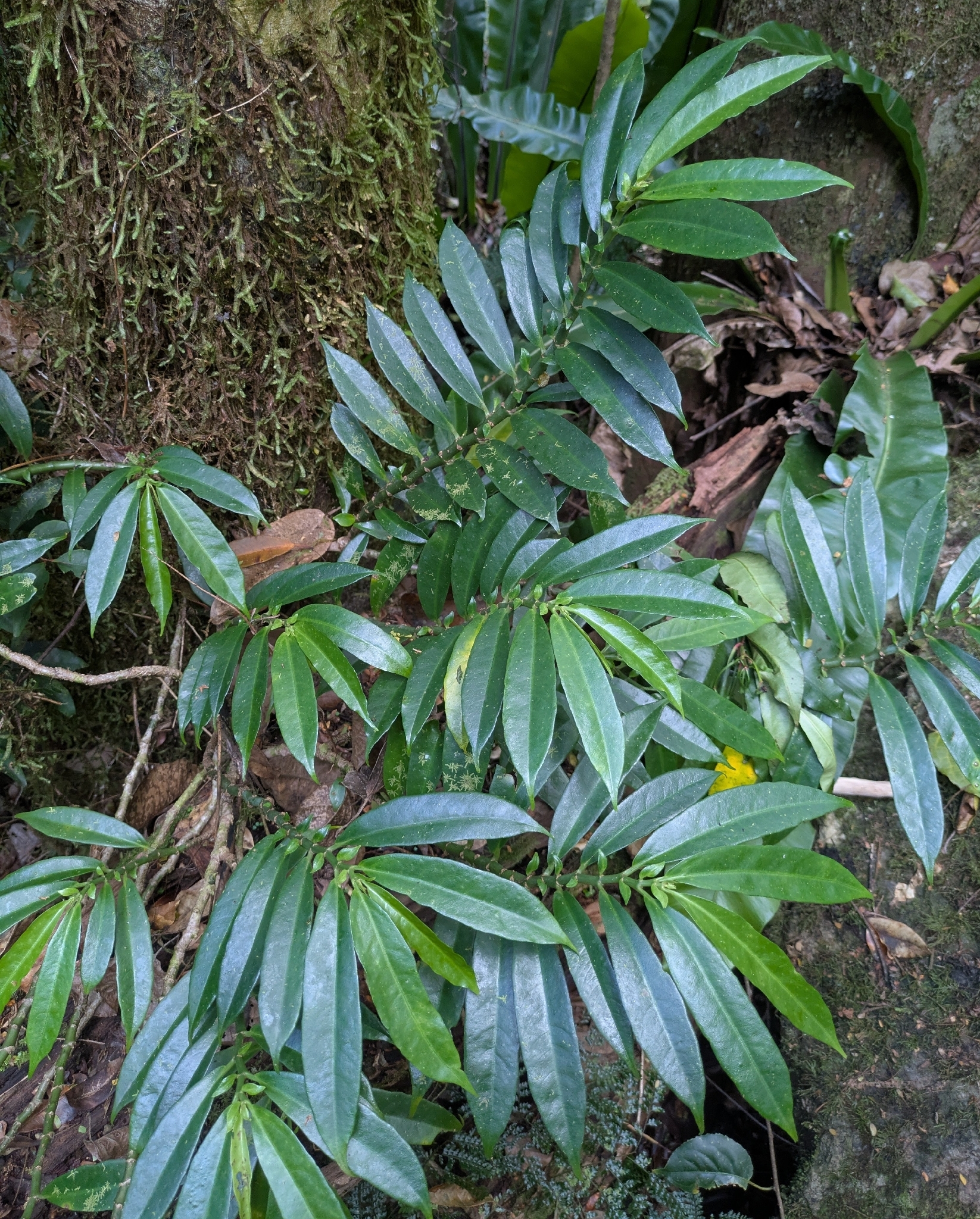 Imagem de Procris pedunculata