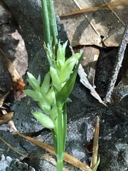 Carex pigra