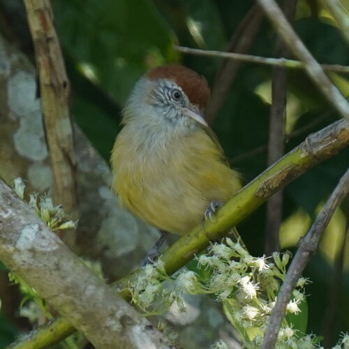 Grey-eyed Greenlet (Hylophilus amaurocephalus), photo 2