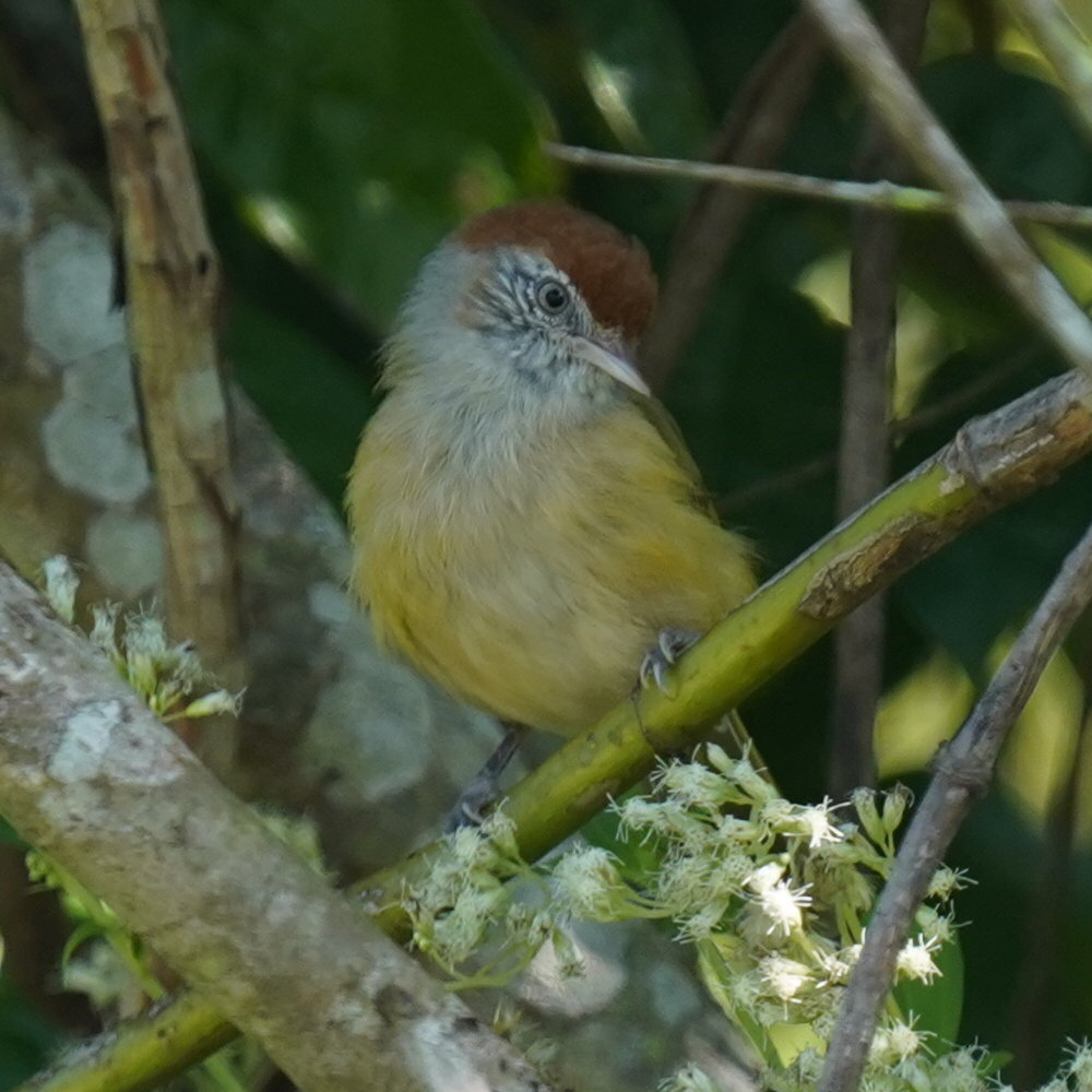 Grey-eyed Greenlet (Hylophilus amaurocephalus), photo 2