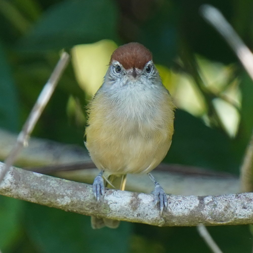 Grey-eyed Greenlet (Hylophilus amaurocephalus), photo 3