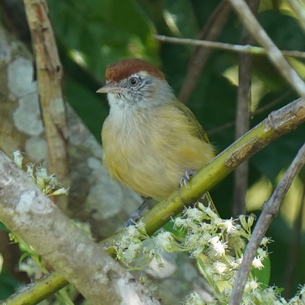 Grey-eyed Greenlet (Hylophilus amaurocephalus), photo 1