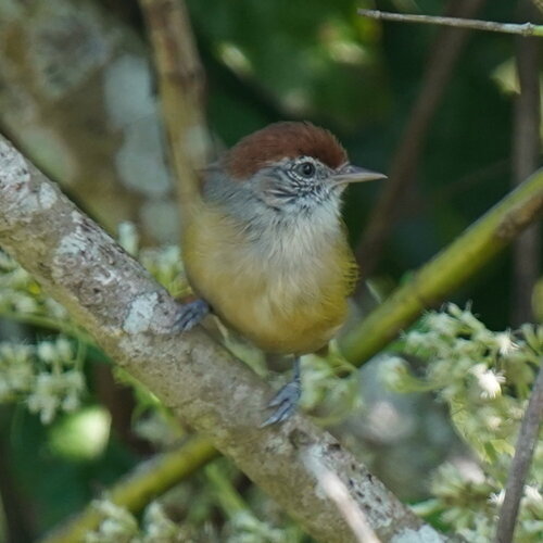 Grey-eyed Greenlet (Hylophilus amaurocephalus), photo 6