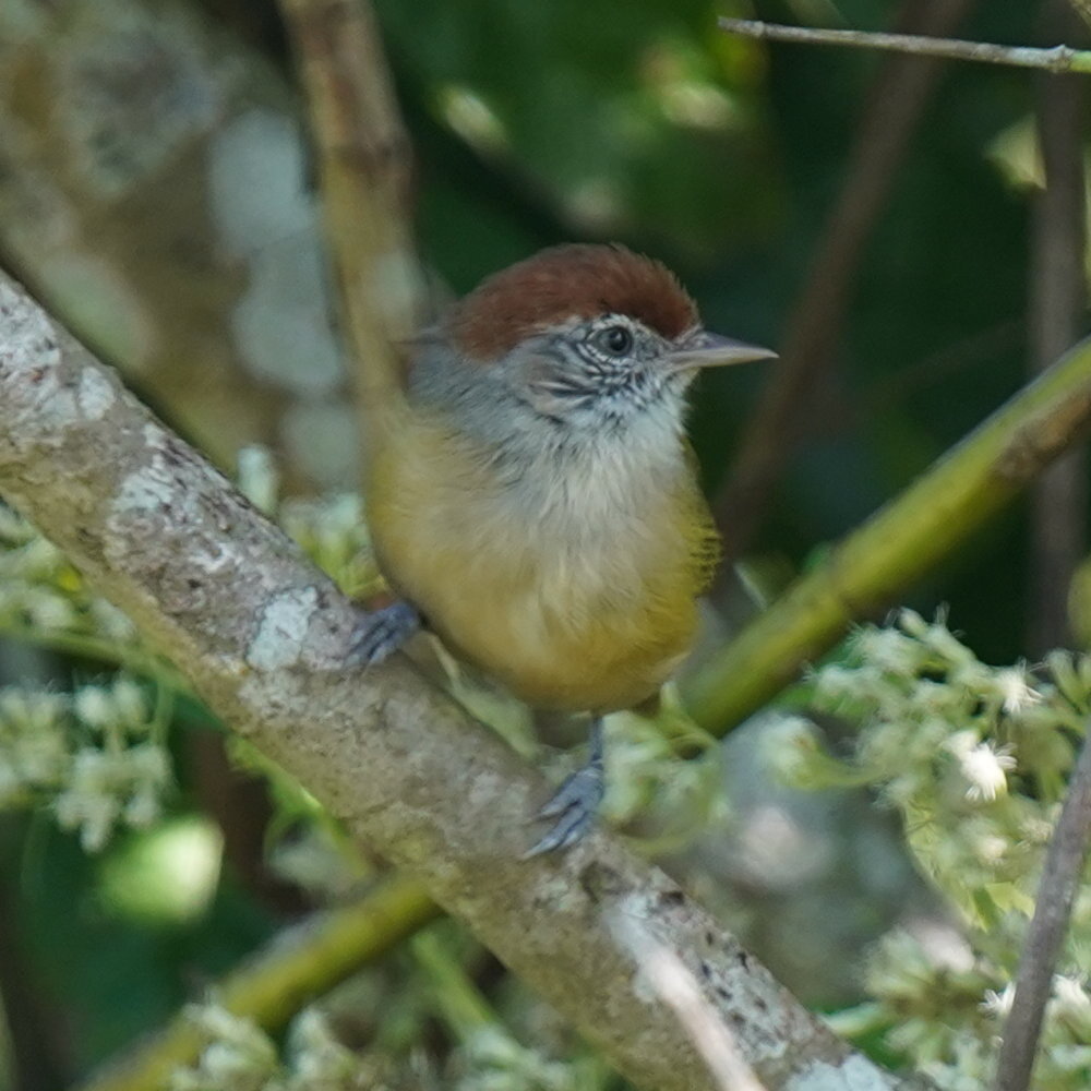 Grey-eyed Greenlet (Hylophilus amaurocephalus), photo 4