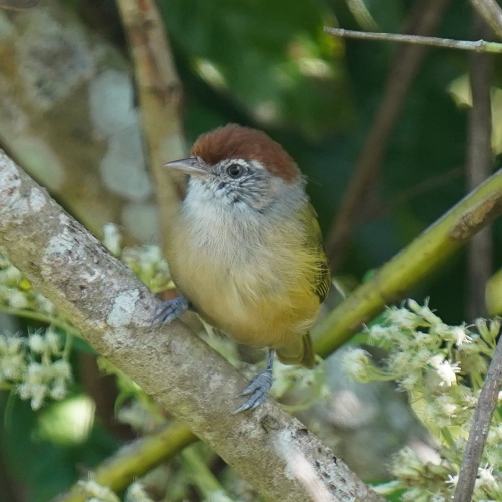 Grey-eyed Greenlet (Hylophilus amaurocephalus), photo 5