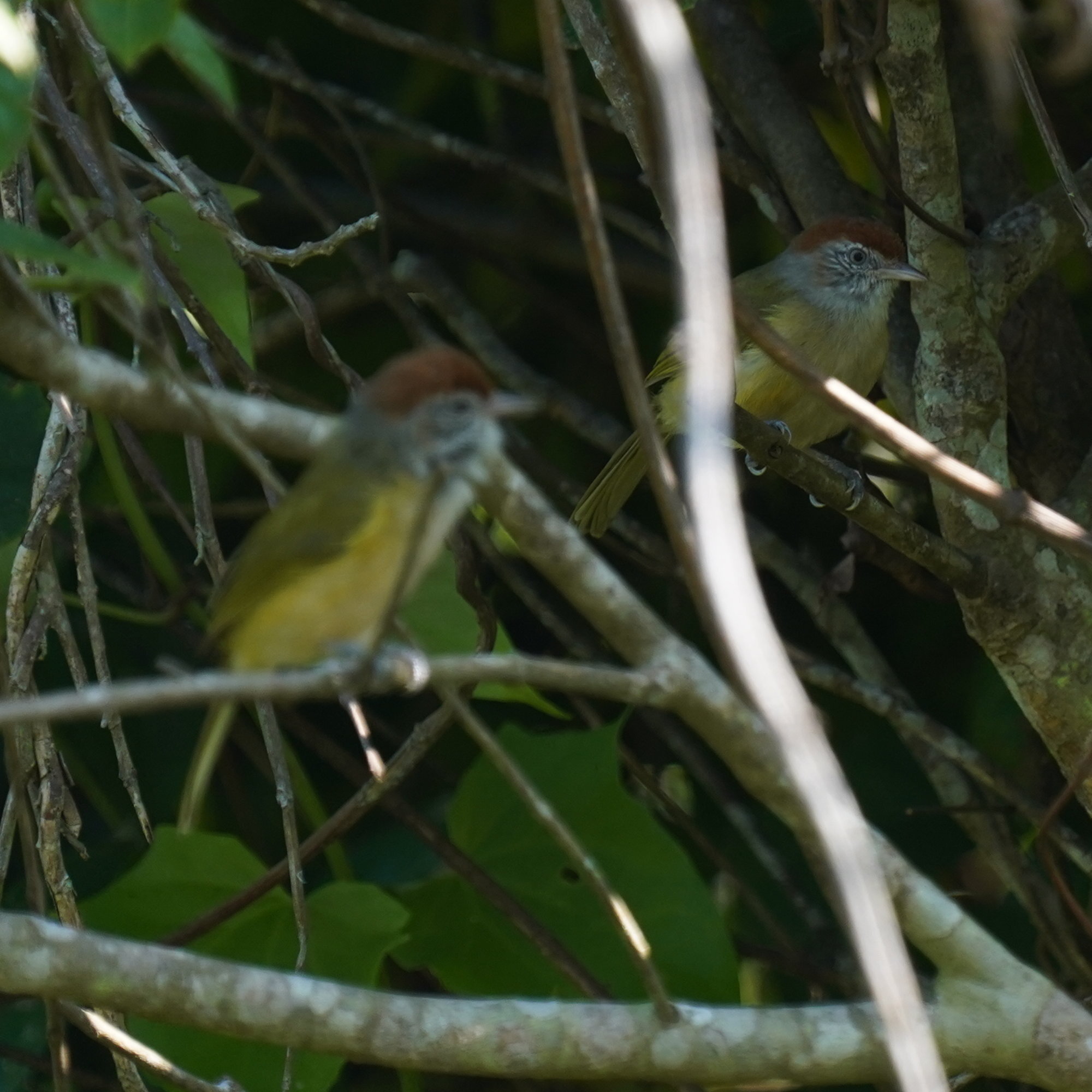 Grey-eyed Greenlet (Hylophilus amaurocephalus), photo 6