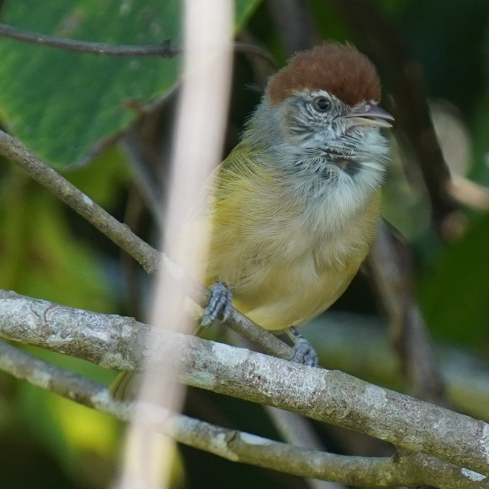 Grey-eyed Greenlet (Hylophilus amaurocephalus), photo 7