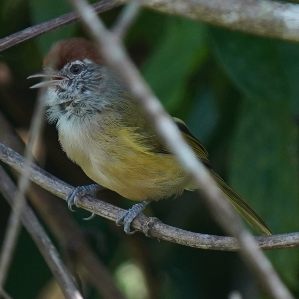 Grey-eyed Greenlet (Hylophilus amaurocephalus), photo 8