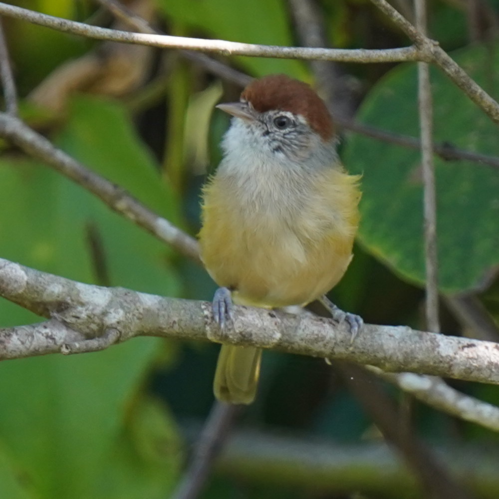 Grey-eyed Greenlet (Hylophilus amaurocephalus), photo 9