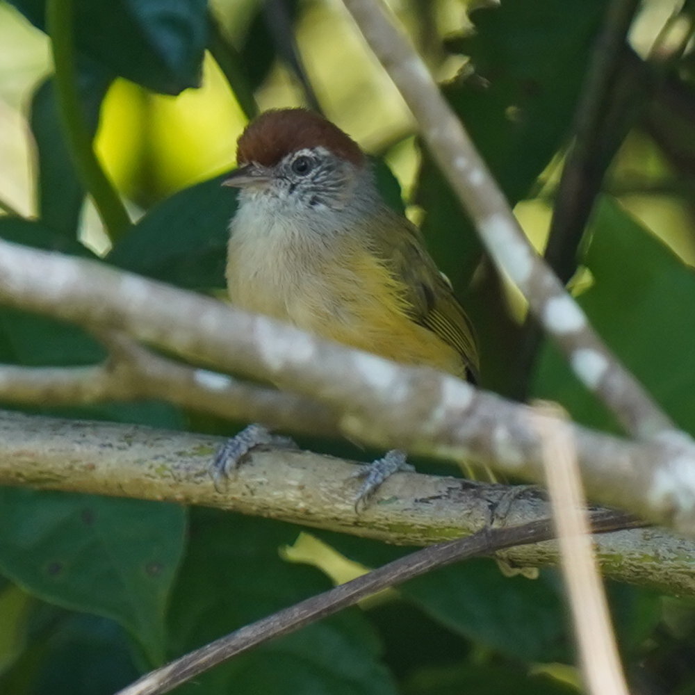 Grey-eyed Greenlet (Hylophilus amaurocephalus), photo 10
