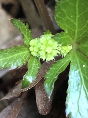 Sanicula smallii