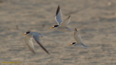 Sternula antillarum browni