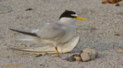 Sternula antillarum browni