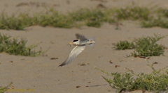 Sternula antillarum browni