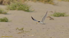 Sternula antillarum browni